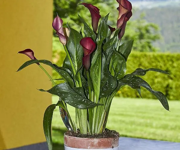 Lägenhet Seeblick Susanne